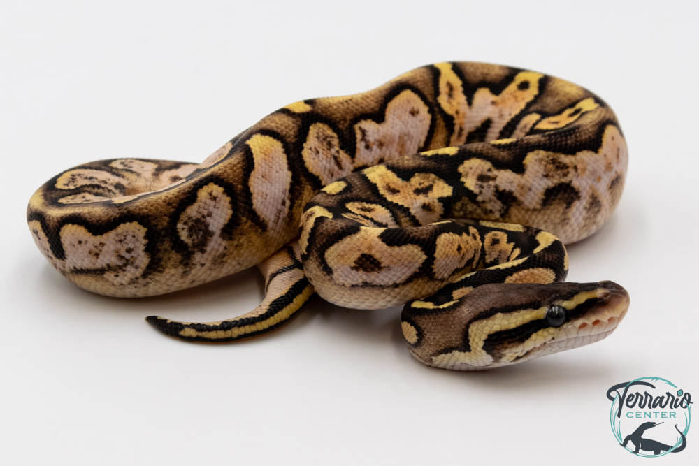 Python royal - Python regius Pastel Sugar