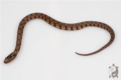 Nerodia rhombifer -  Serpent d'eau à dos de diamant