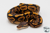 Python royal - Python regius Black Pastel Yellow Belly