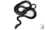 Thrasops Occidentalis - Serpent noir arboricole