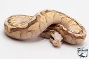 Python royal - Python Regius Vanilla Cream Lesser
