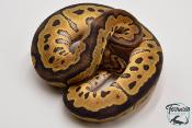 Python royal - Python regius Clown