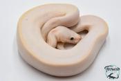 Python royal - Python regius Ivory SuperBlast