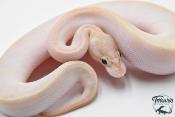 Python Royal - Python regius Ivory