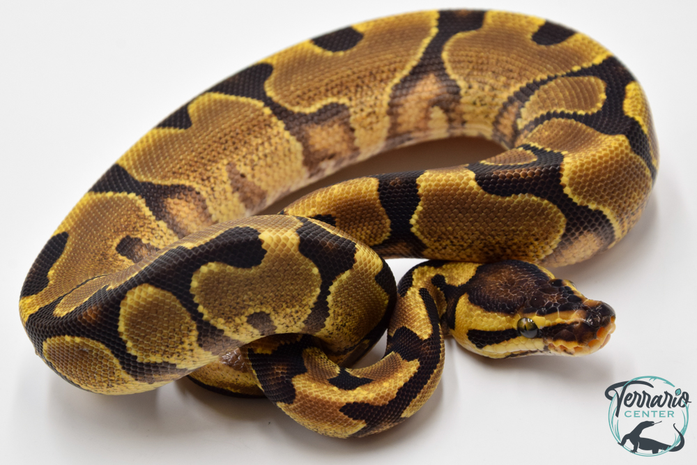 Python royal - Python regius Enchi Yellow Belly