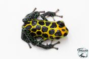 Ranitomeya imitator "Tarapoto" - Dendrobate imitateur