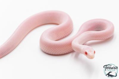 Pituophis catenifer sayi - Serpent taureau - Snow