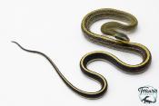 Orthriophis taeniurus Grabowskyi - Serpent-Ratier de Grabowskyi 