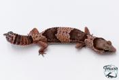 Hemitheconyx caudicinctus - Gecko à queue grasse - Femelle &#9792; A7