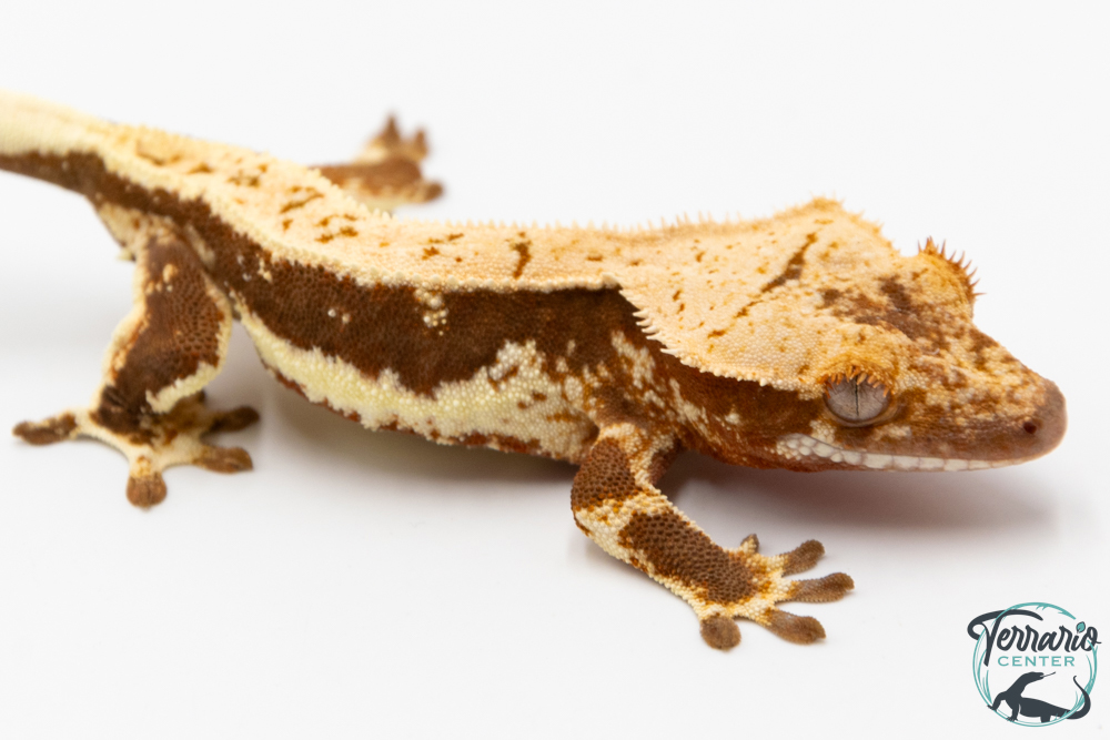 Correlophus ciliatus - Gecko à crête - NC 2025 -  44