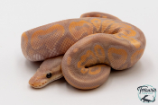 Python royal - Python regius Banana Cinnamon