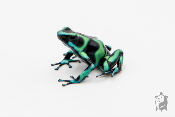 Dendrobates auratus - Dendrobate doré Cahuita