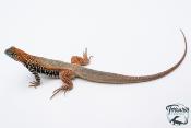 Leiolepis Guttata - Agame papillon