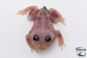 Grenouille cornue - Ceratophrys cranwelli MUTANT METAL BLUE