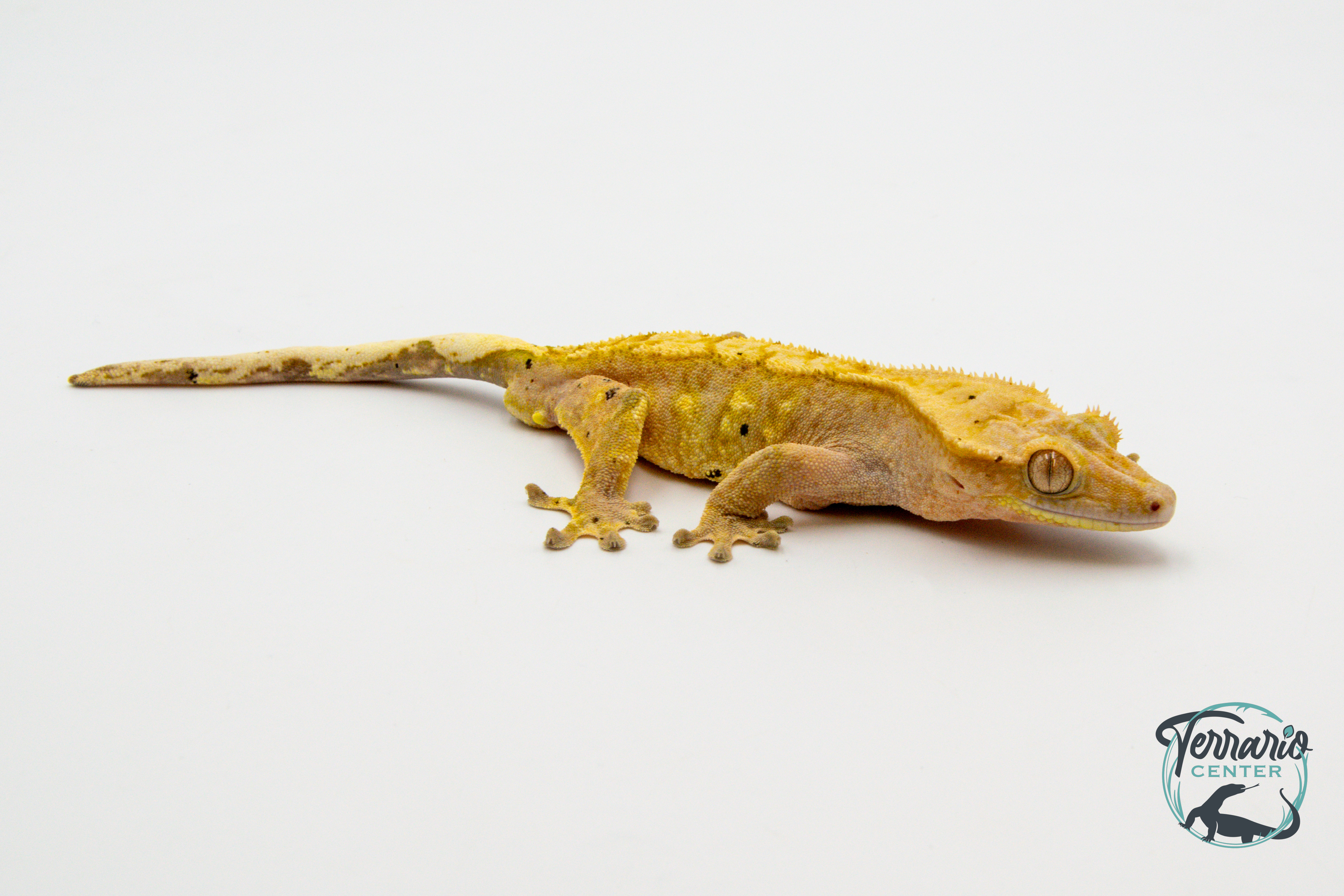 Correlophus ciliatus - Gecko à crête - Mâle -  250228500117241