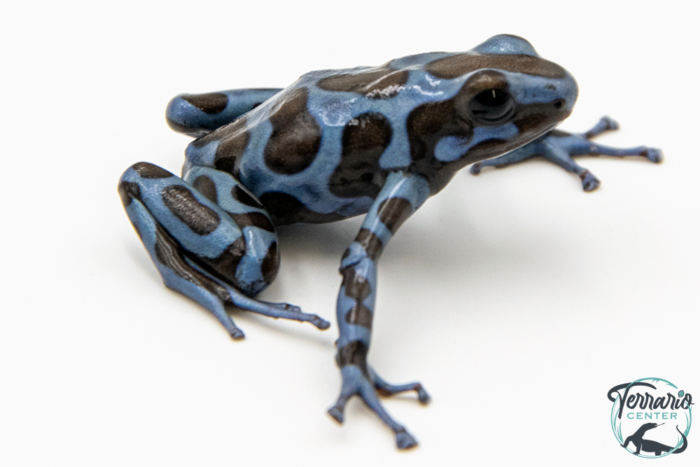 Dendrobates auratus - Dendrobate doré "Super Blue"