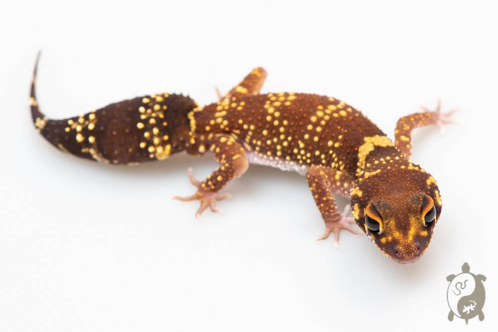 Underwoodisaurus milii - Gecko aboyeur