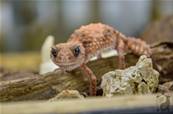 Nephrurus Wheeleri Cinctus - Gecko à queue bossue annelé