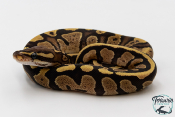 Python royal - Python regius Fire possible DH Ultra Piebald