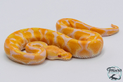 Python royal - Python regius Albinos Black Pastel Enchi