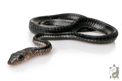 Thrasops Occidentalis - Serpent noir arboricole