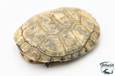 Pelomedusa subrufa – Péloméduse roussâtre - 01
