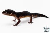 Gecko Léopard - Eublepharis Macularius - Black Night - Femelle &#9792; F4