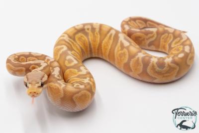 Python royal - Python regius Banana Pastel GHI 