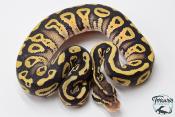 Python royal - Python regius Pastel Phantom (POSS YB)