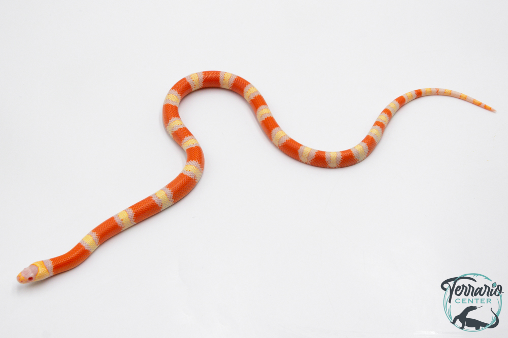 Lampropeltis triangulum hondurensis -  Faux-corail du Honduras - Albinos