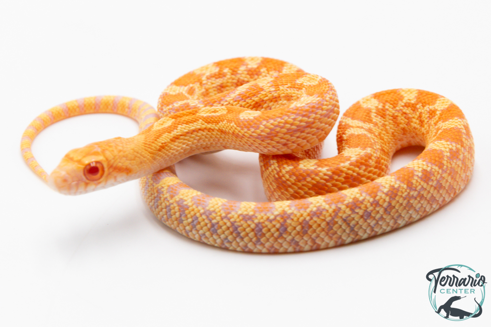 Pituophis catenifer sayi - Serpent taureau - Albinos