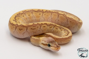 Python royal - Python regius Butter Pastel Pinstripe