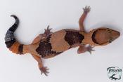 Hemitheconyx caudicinctus - Gecko à queue grasse - Femelle &#9792; A6