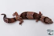 Hemitheconyx caudicinctus - Gecko à queue grasse - Femelle &#9792; A7