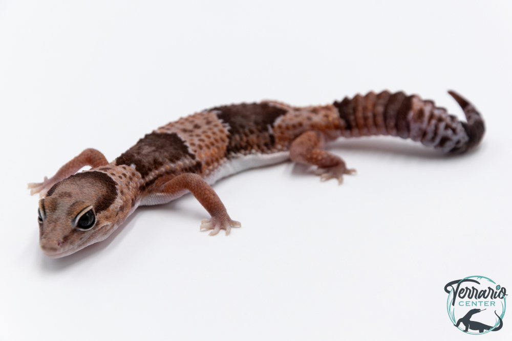 Hemitheconyx caudicinctus - Gecko à queue grasse - Femelle &#9792; A7