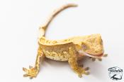 Correlophus ciliatus - Gecko à crête - NC 2025 -  39