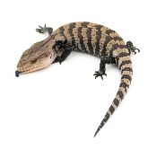 Tiliqua gigas Evanescence - Scinque à langue bleue