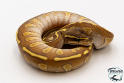 Python royal - Python regius Enchi Butter Stranger