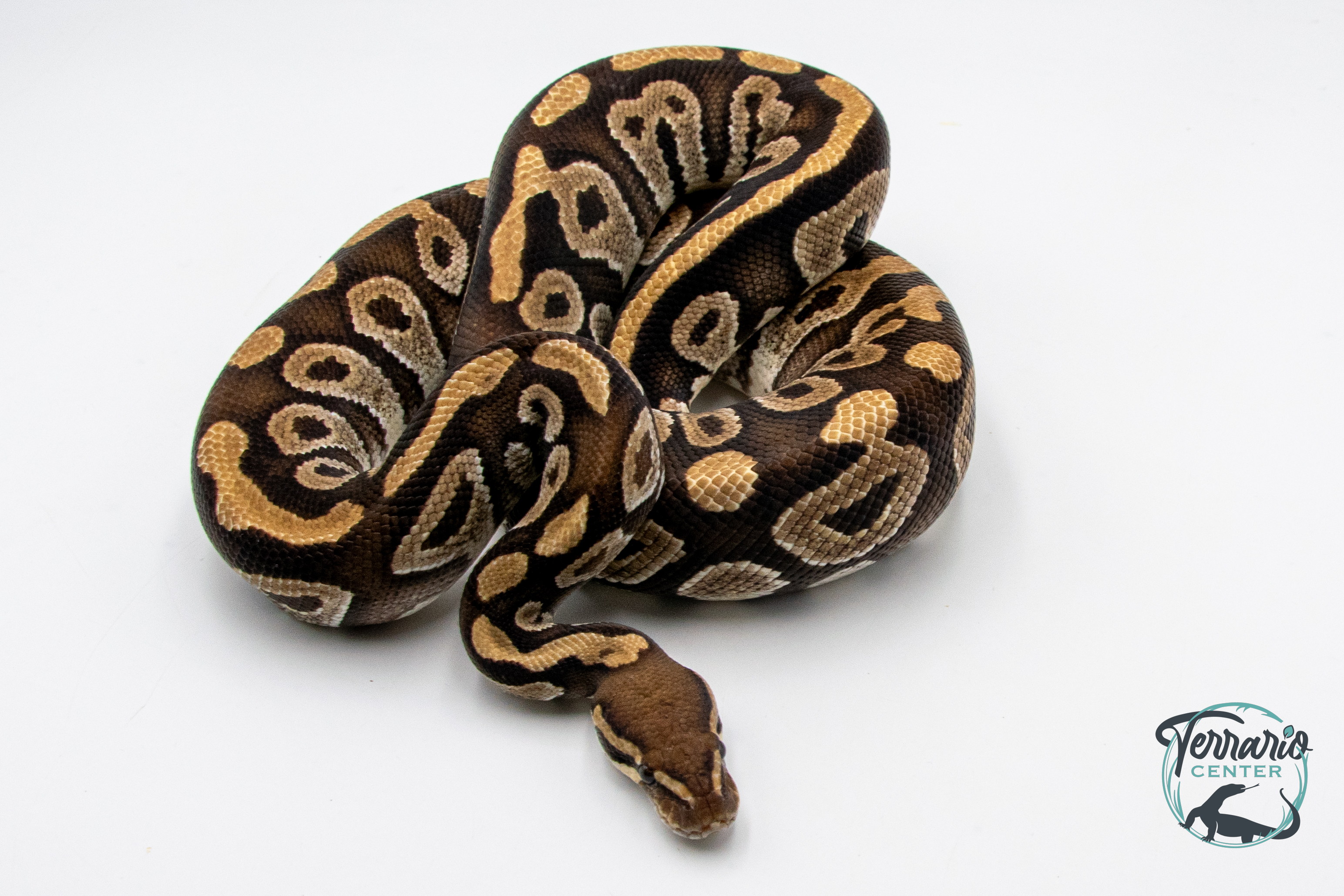 Python royal - Python regius Mojave - Adulte