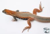 Leiolepis Guttata - Agame papillon