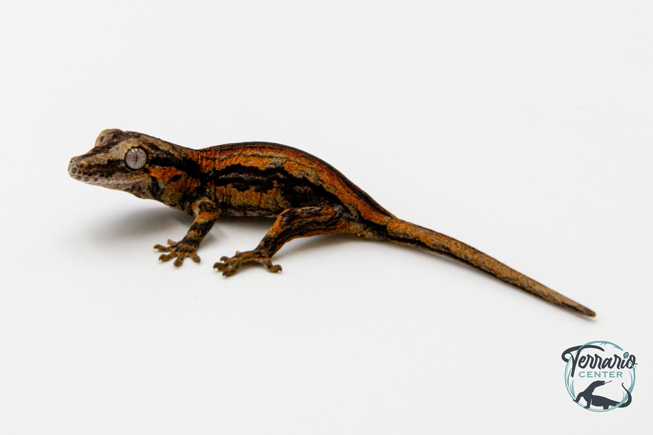 Rhacodactylus auriculatus - Gecko gargouille - 18 - NCUE - PH2024021418104929