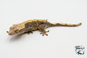 Correlophus ciliatus - Gecko à crête - Femelle -  250228500118601