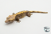 Correlophus ciliatus - Gecko à crête - Femelle -  250228500118601