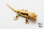 Correlophus ciliatus Lily White - Gecko à crête - Mâle -  250228500118661