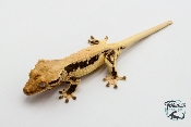 Correlophus ciliatus Lily White - Gecko à crête - Mâle -  250228500118661