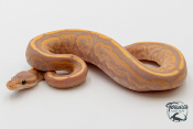 Python royal - Python regius Banana Black Pastel 