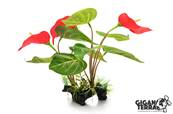 Anthurium Rouge 32cm