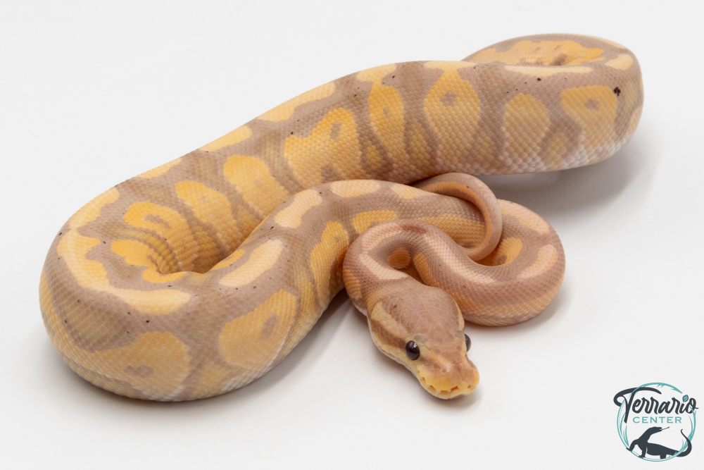 Python royal - Python regius Banana Cinnamon