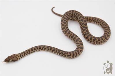 Antaresia childreni - Python de Children