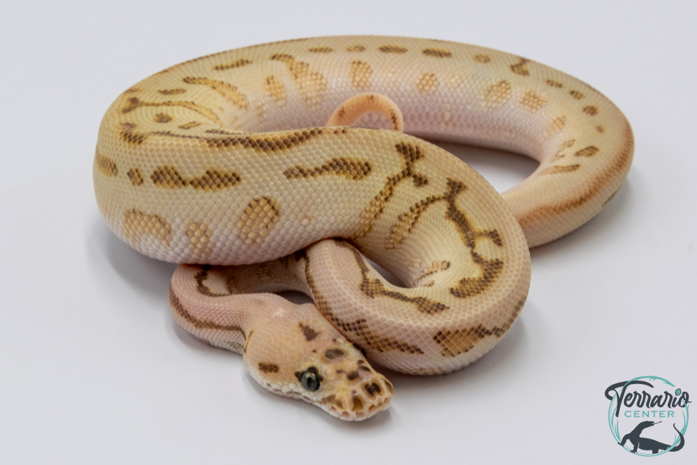 Python regius - Python royal Batman Butter Yellow Belly